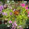 [Image #9]